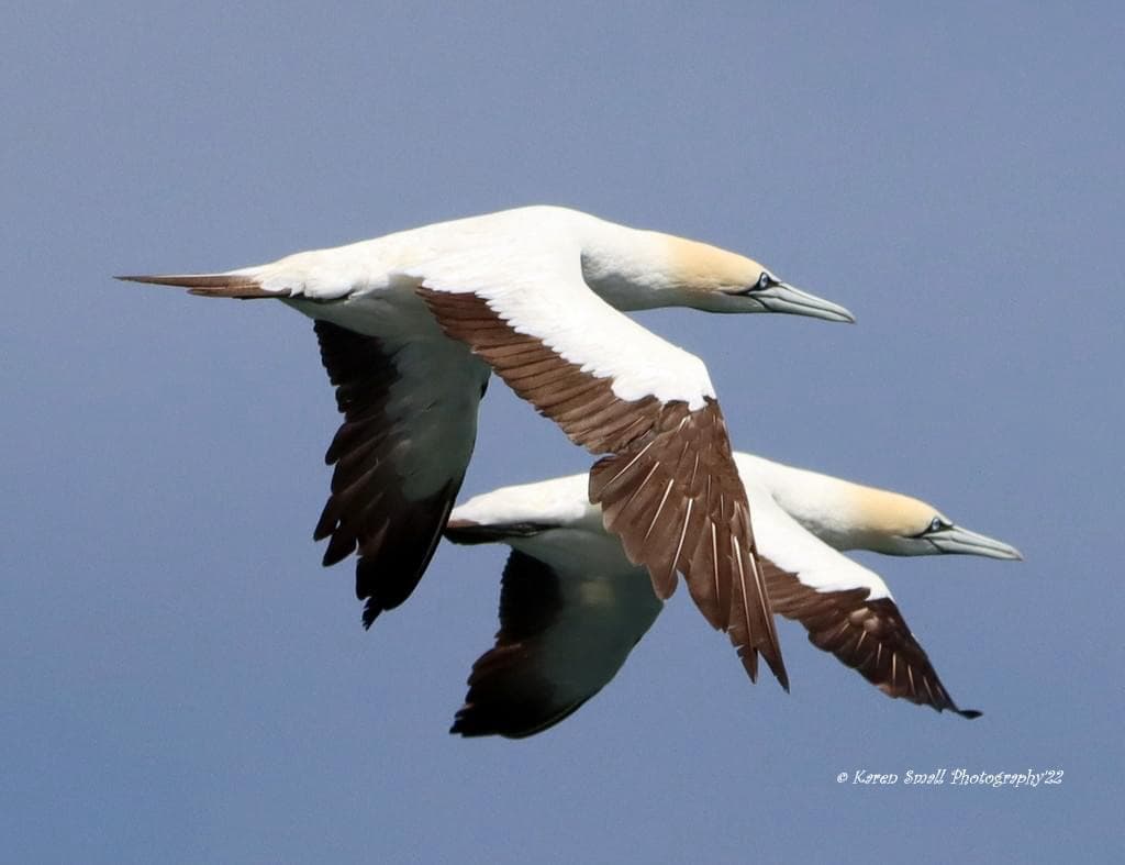 Two Cape gannets in flight