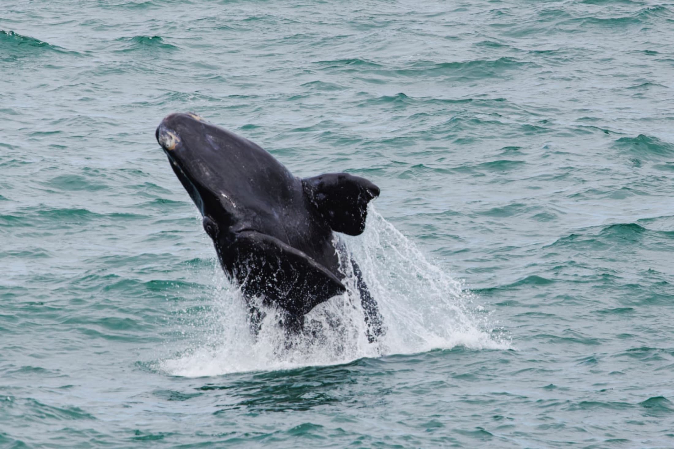 Southern right whale breaching off the Cape coast