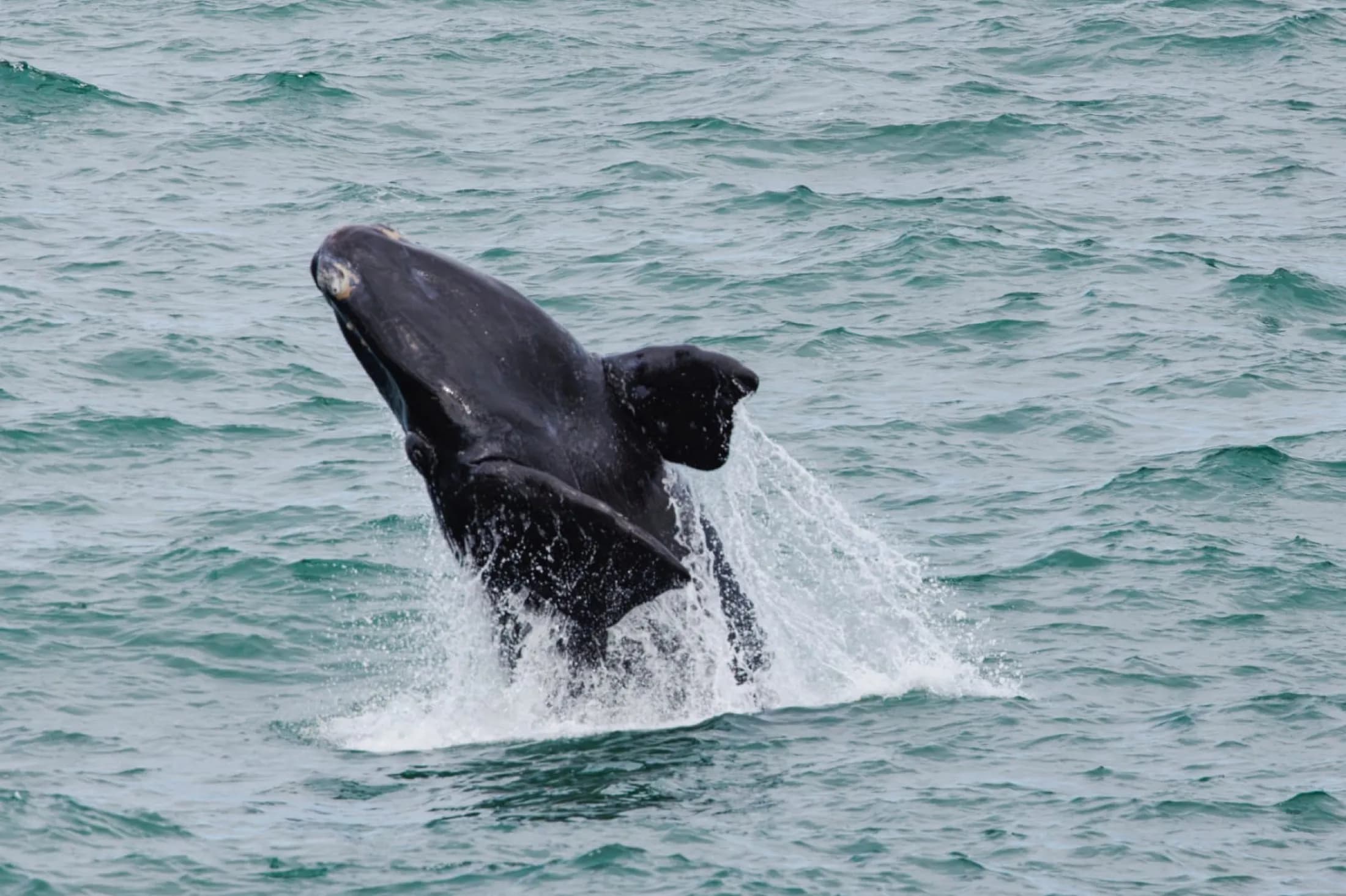 Southern right whale breaching off the Cape coast